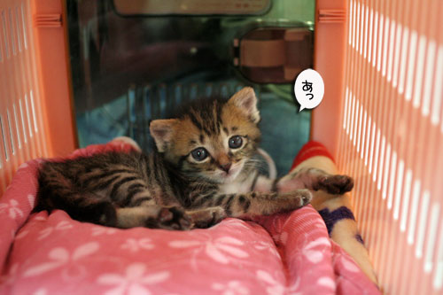 赤ちゃん猫★探検ちう!_d0355333_16500611.jpg