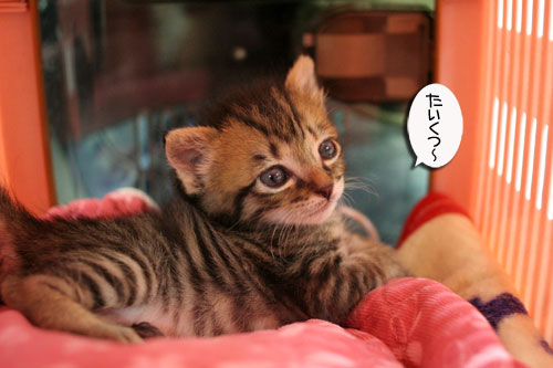 赤ちゃん猫★探検ちう!_d0355333_16500636.jpg