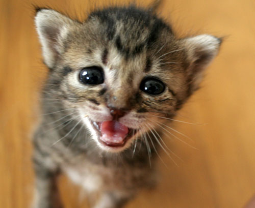 赤ちゃん猫★探検ちう!_d0355333_16500668.jpg