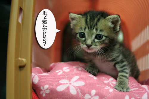 赤ちゃん猫★探検ちう!_d0355333_16500679.jpg