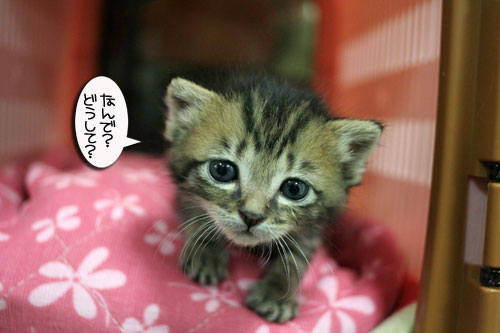 赤ちゃん猫★探検ちう!_d0355333_16500684.jpg