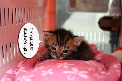 赤ちゃん猫★探検ちう!_d0355333_16500723.jpg