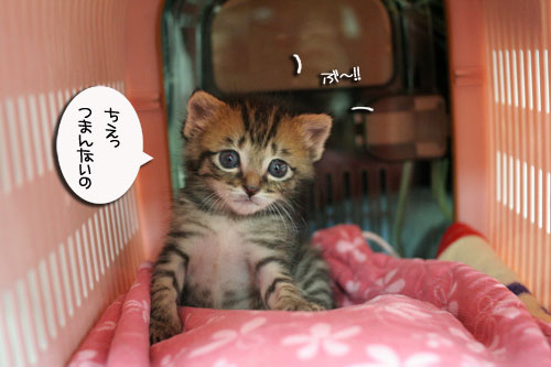 赤ちゃん猫★探検ちう!_d0355333_16500742.jpg