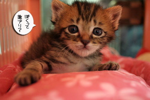 赤ちゃん猫★探検ちう!_d0355333_16500749.jpg