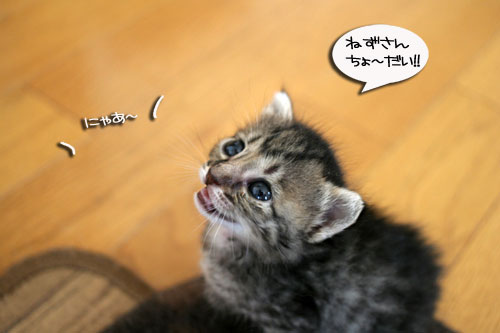赤ちゃん猫★食う寝る遊ぶ_d0355333_16500873.jpg