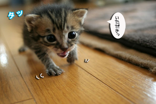 赤ちゃん猫★食う寝る遊ぶ_d0355333_16500896.jpg