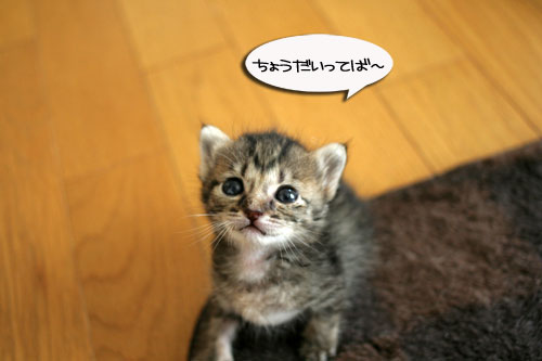 赤ちゃん猫★食う寝る遊ぶ_d0355333_16500899.jpg