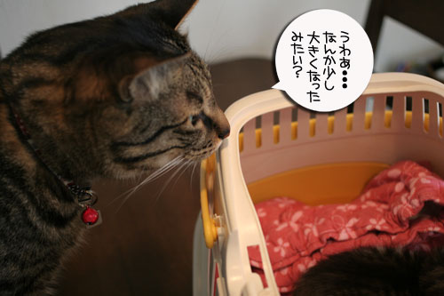 赤ちゃん猫★食う寝る遊ぶ_d0355333_16500910.jpg
