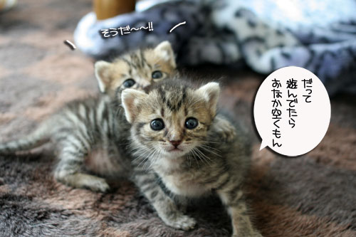 赤ちゃん猫★食う寝る遊ぶ_d0355333_16500914.jpg