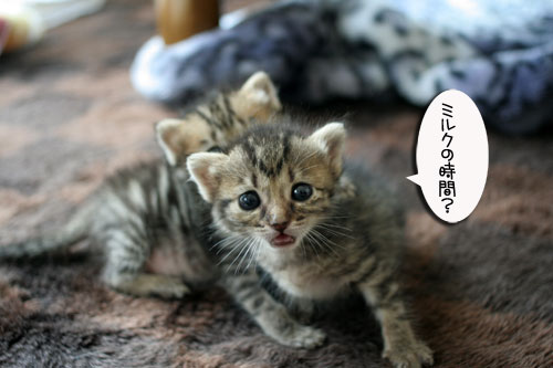 赤ちゃん猫★食う寝る遊ぶ_d0355333_16500933.jpg