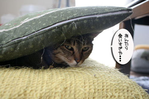赤ちゃん猫★食う寝る遊ぶ_d0355333_16500960.jpg