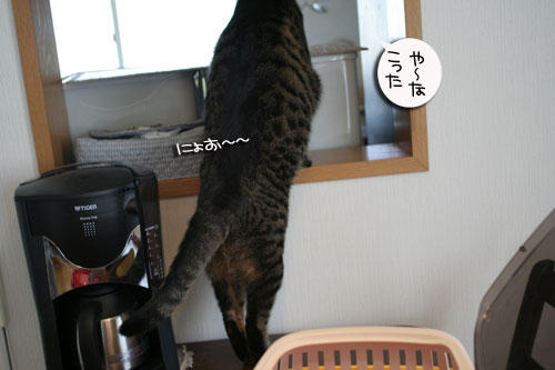 赤ちゃん猫★食う寝る遊ぶ_d0355333_16500966.jpg