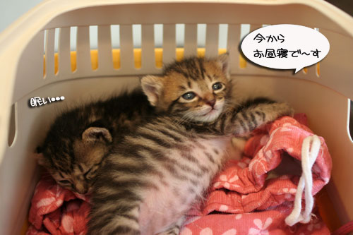 赤ちゃん猫★食う寝る遊ぶ_d0355333_16500995.jpg