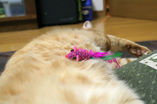 赤ちゃん猫★食う寝る遊ぶ_d0355333_16501029.jpg