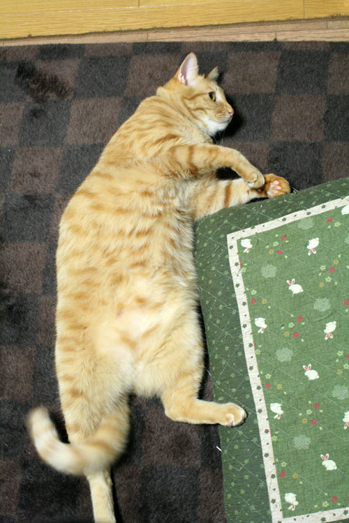 赤ちゃん猫★食う寝る遊ぶ_d0355333_16501030.jpg