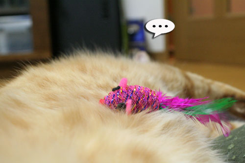 赤ちゃん猫★食う寝る遊ぶ_d0355333_16501176.jpg