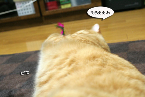赤ちゃん猫★食う寝る遊ぶ_d0355333_16501286.jpg