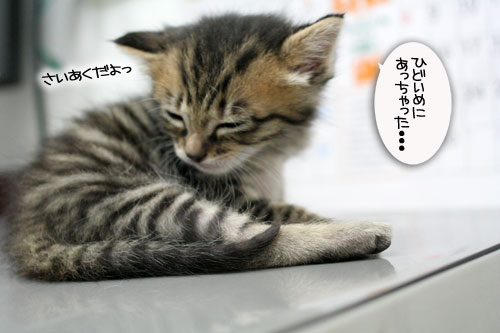 今日は病院だよ_d0355333_16501378.jpg
