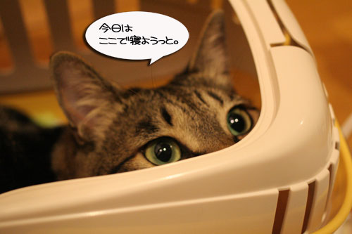 今日は病院だよ_d0355333_16501430.jpg