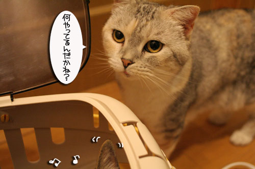 今日は病院だよ_d0355333_16501498.jpg