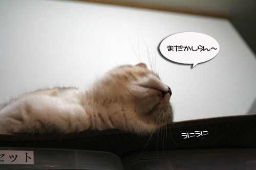 遅くなる日は、これでOK★赤ちゃん猫動画つき_d0355333_16501520.jpg
