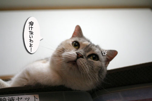 遅くなる日は、これでOK★赤ちゃん猫動画つき_d0355333_16501554.jpg