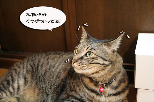 遅くなる日は、これでOK★赤ちゃん猫動画つき_d0355333_16501623.jpg