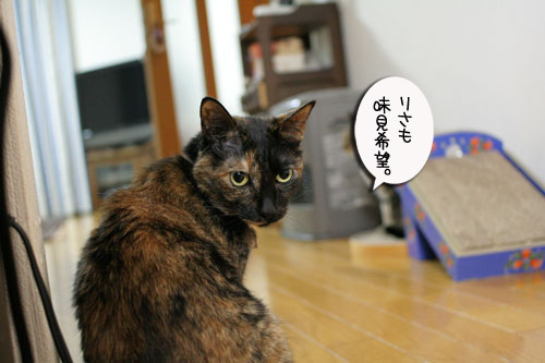 遅くなる日は、これでOK★赤ちゃん猫動画つき_d0355333_16501707.jpg