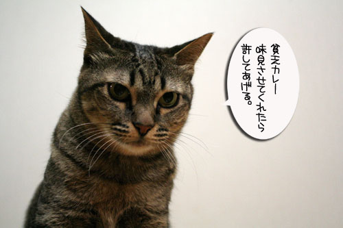 遅くなる日は、これでOK★赤ちゃん猫動画つき_d0355333_16501709.jpg