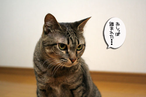 遅くなる日は、これでOK★赤ちゃん猫動画つき_d0355333_16501762.jpg