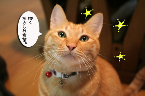 遅くなる日は、これでOK★赤ちゃん猫動画つき_d0355333_16501768.jpg