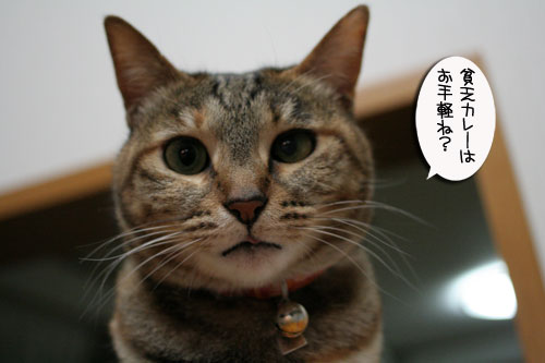 遅くなる日は、これでOK★赤ちゃん猫動画つき_d0355333_16501795.jpg