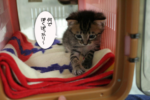 赤ちゃん猫★病院なんか怖くない？_d0355333_16502899.jpg