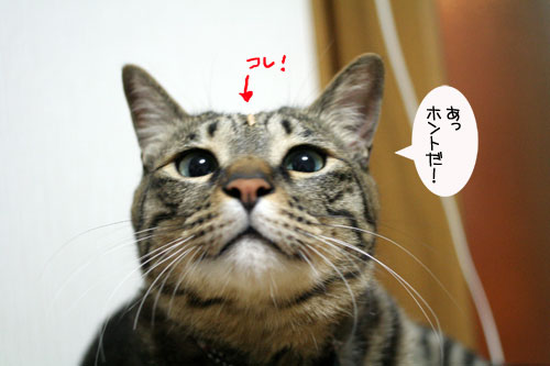 こだわり派_d0355333_16503453.jpg