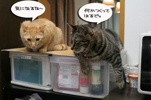 名古屋名物の・・・_d0355333_16503560.jpg