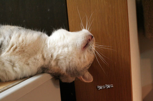 名古屋名物の・・・_d0355333_16503621.jpg