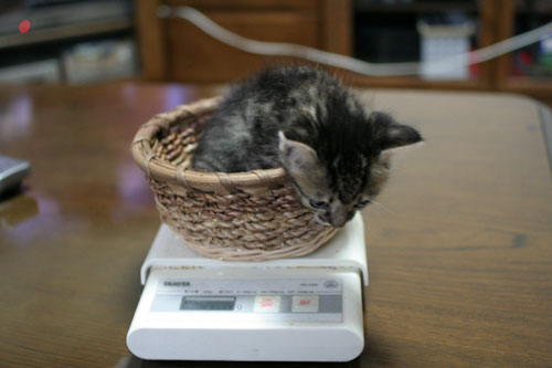 赤ちゃん猫★あこがれの・・・_d0355333_16503890.jpg