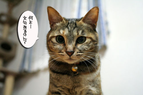 赤ちゃん猫★あこがれの・・・_d0355333_16503908.jpg
