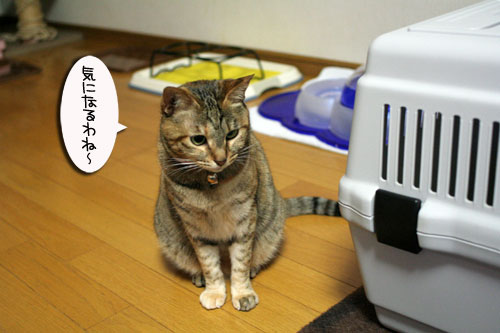 赤ちゃん猫★あこがれの・・・_d0355333_16503941.jpg