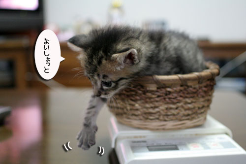 赤ちゃん猫★あこがれの・・・_d0355333_16503959.jpg