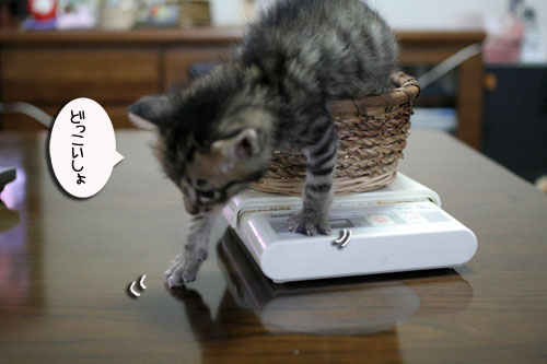 赤ちゃん猫★あこがれの・・・_d0355333_16503971.jpg