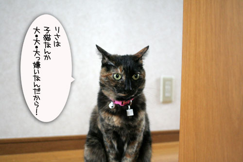 赤ちゃん猫★あこがれの・・・_d0355333_16504051.jpg