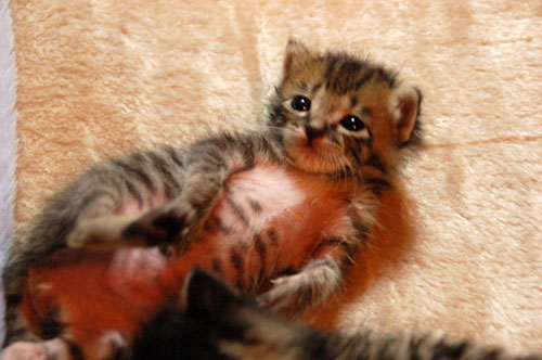 赤ちゃん猫動画付き★思い出写真館その4_d0355333_16504285.jpg
