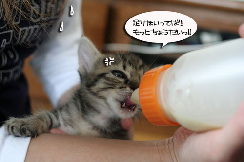 お客さんが来てワクワク_d0355333_16505291.jpg