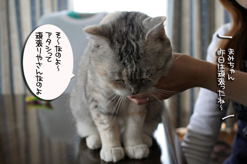 お客さんが来てワクワク_d0355333_16505377.jpg