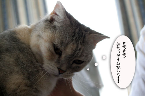 お客さんが来てワクワク_d0355333_16505381.jpg