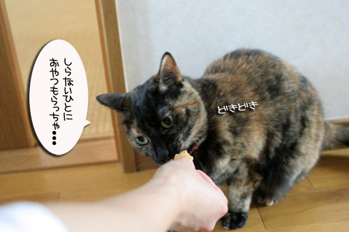 お客さんが来てワクワク_d0355333_16505685.jpg