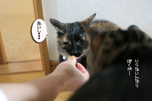 お客さんが来てワクワク_d0355333_16505742.jpg