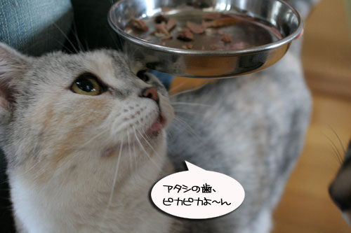 お客さんが来てワクワク_d0355333_16505749.jpg