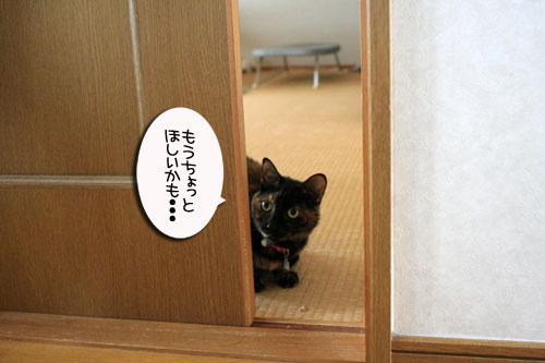お客さんが来てワクワク_d0355333_16505754.jpg